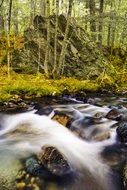 steam in wild forest