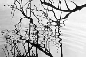 black branches are reflected in picturesque Lake