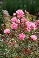 rose flower full bloom