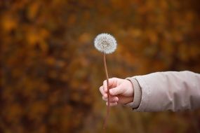 dandelion in hand close up