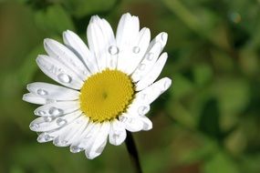 incredibly handsome Magerite Daisy