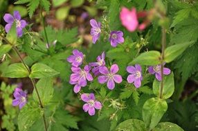 purple Bloody Geranium blooms