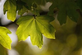 Green Leaf Sun