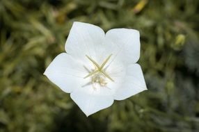 White flower in a garden