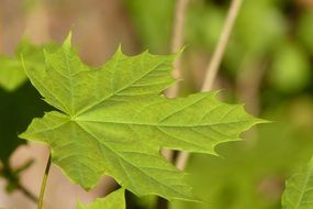green maple leaf close up