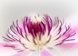 lush pink-white flower close up