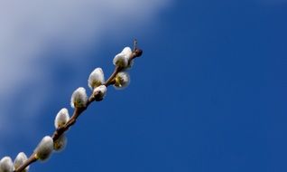 Macro photo of pussy willow branch