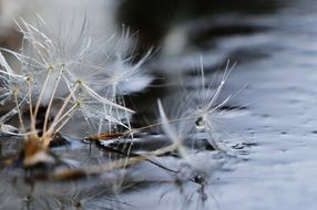 dandelions in water close-up on blurred background