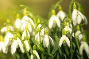 white fresh snowdrop flowers spring