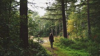 hiker in the forest