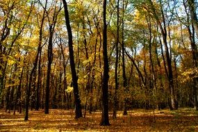Landscape with the yellow trees in autumn