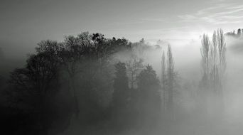 thick fog over the forest