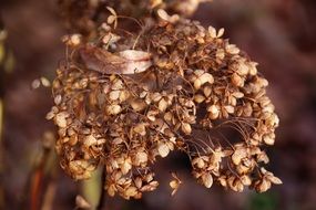 Hydrangea Autumn