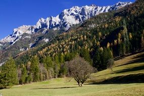 Alpine mountains and forest on a sunny day