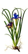 Beautiful Iris plant clipart