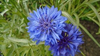 two blue cornflowers on green grass close-up