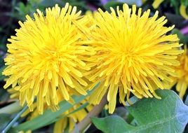 fresh dandelions in the garden