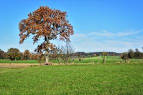 yellow tree on the green meadow