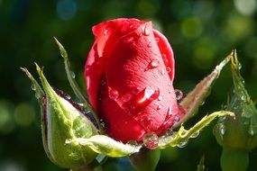 raindrops on a scarlet rose