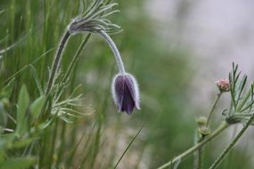 spring flowers in Prato