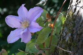 light purple clematis in the garden closeup