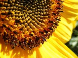 SunFlower closeup