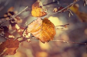 autumn leaves on a branch in the sun close up