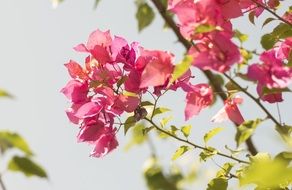 branches with pink flowers