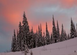 conifers in the snow against the sky with orange clouds