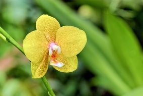yellow flowers nature plant spring
