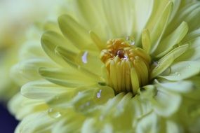 pale yellow dahlia in drops of water close-up