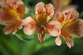 Stigma of the flowers