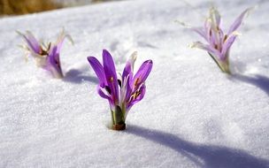 purple flowers in a snowdrift