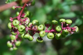green dope berries on a branch