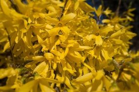 Forsythia Bush