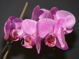 Orchid Blossom