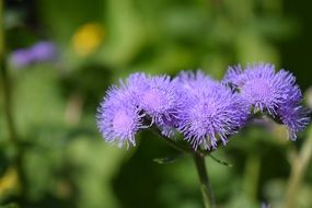 incredibly handsome Ageratum Houstonianum
