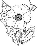 painted wild poppy
