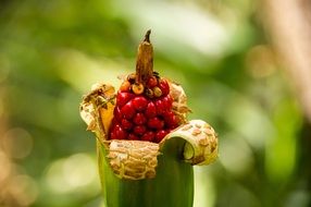 Red Flower with Seeds closeup