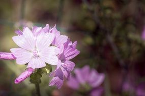 pink Flower in garden blossomed closeup