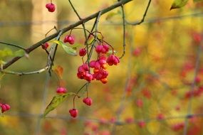 red berries on decorative bush