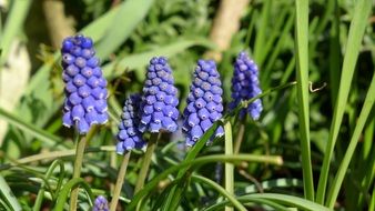 Hyacinth Onion Flowers
