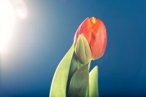 red tulip against the blue sky