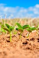 green sprouts of soybeans on the field