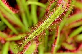 Drosera close up