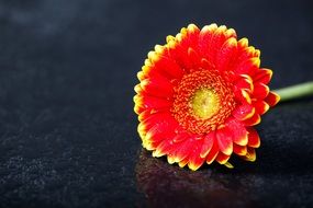 two-color gerbera on a dark