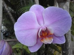 purple moth orchid flower close up