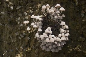 many small mushrooms on the trunk