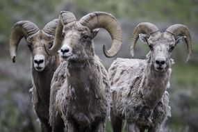 three bighorn sheep in wildlife