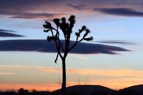 wild joshua tree at sunset